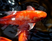 Fine Art Photography "Beautiful Koi" - Bright Orange Fish Swimming in the Sunshine - 8 x 10 - Digital  Photo Print, Golden Wall Art