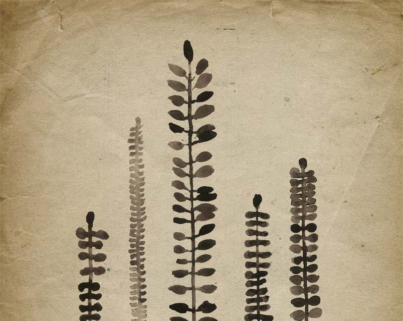 Art Print - Ferns 8"x10" - Modern Wall Decor - Vintage Inspired Art