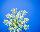From Queen Anne's Lace Perspective - Art Print in Color - CoBoArt