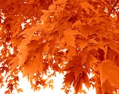 Orange Leaves - Fall/Autumn/Halloween/Wall Art/Woodland/Nature/Home Decor - Ravenhillpottery