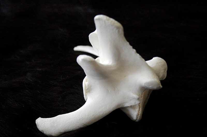 x1 Wolf Lumbar Vertebra - Real Bone, Taxidermy, R773320 - Grade A