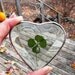 Genuine Four Leaf Clover in Clear Heart shaped Beveled Glass