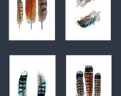 4 Archival Feather Prints - Instant Collection