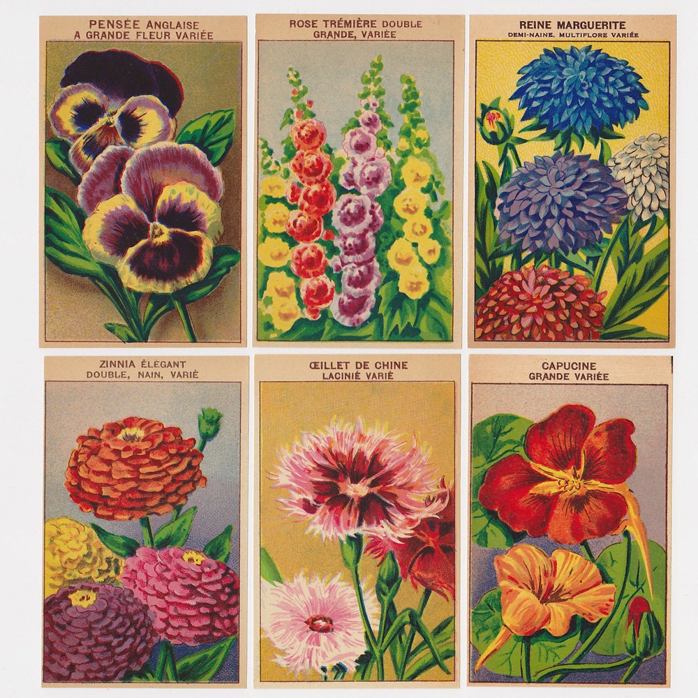 24 Vintage French Flower SEED PACKET LABELS (Set 2) Old Print