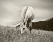 Horse Photograph in Black and White, Peaceful Day, Fine Art Equestrian Photography, Animal Print