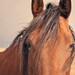 Color Horse Photograph, Horse Eyes Photograph, Late Autumn Nature Photography