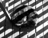 Stripes on Stripes, 5 x 5 Framed Photo, Black Frame
