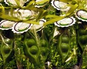 Set of 20 a Pea in the Pod Two Peas in the Pod Sweet Pea Soap Baby Shower Party Favors