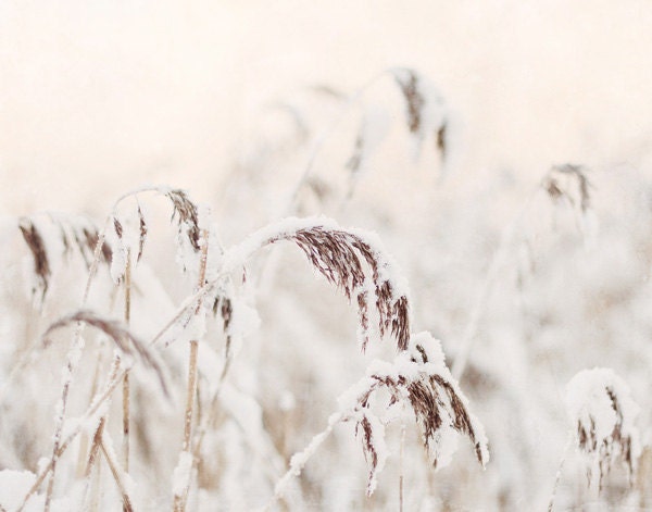 Snow photograph winter - original fine art photography print - beige cream white landscape snow snowy white rustic home decor