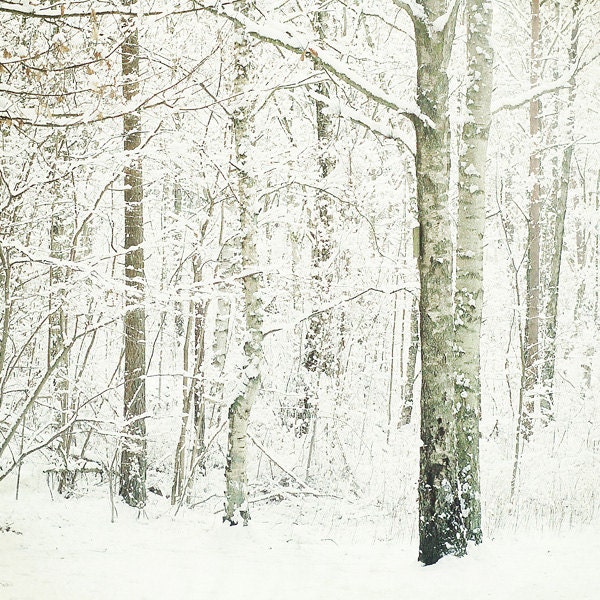 Winter nature photograph - original fine art photography print - tree beige white landscape snow snowy trees white rustic home decor - photographybykarina
