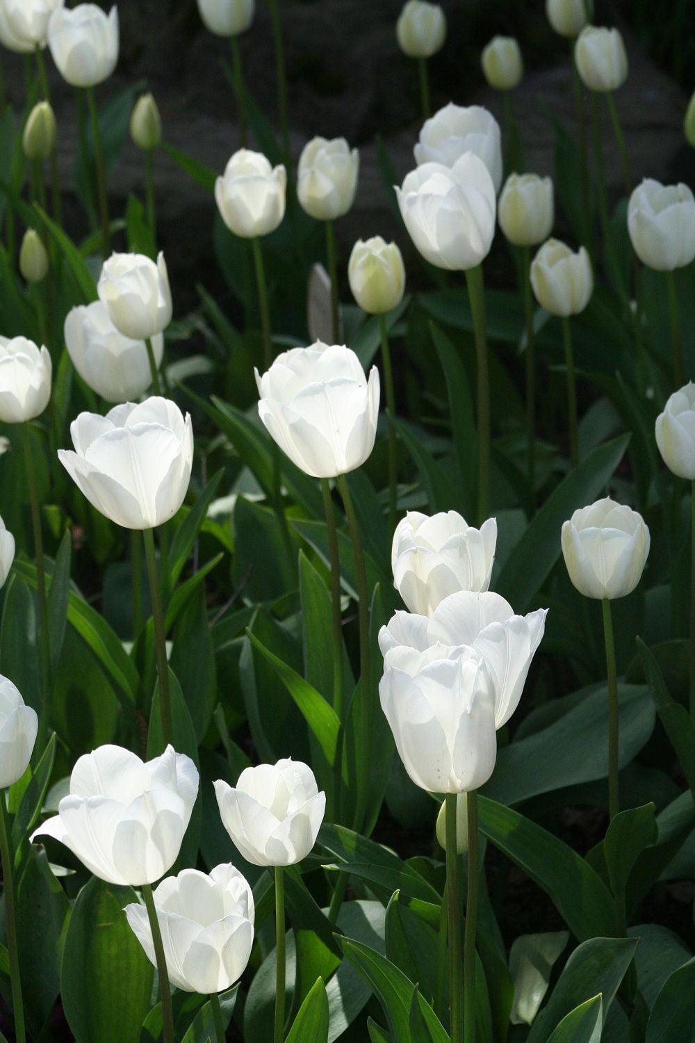 Floral photography, tulips decor, wall hanging art, home decorations, gardening photos, white and green, 8x12 Fine Art Photograph, "Purity"