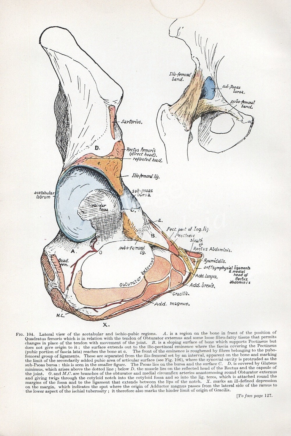 Pelvis Bone