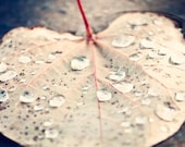 SALE Fall Decor- Autumn Leaf, Rain Drops, Water, Winter, Forest, Woodland, Gold, Rustic. Forest Floor Fine Art Nature Print