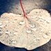 Fall Decor- Autumn Leaf, Rain Drops, Water, Winter, Forest, Woodland, Gold, Rustic. Forest Floor Fine Art Nature Print