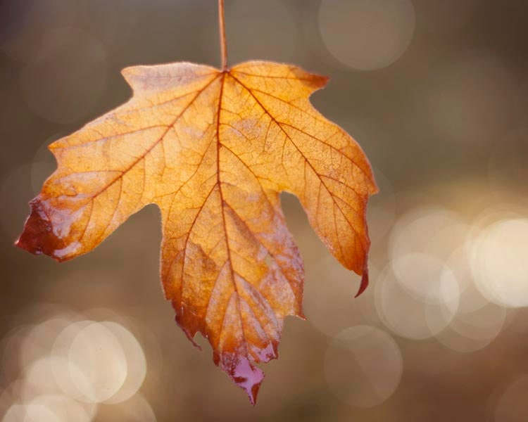 Fall Leaf Photograph, Woodland, Nature Photography, Rustic, Bokeh, Brown, Natural, Orange, red, Leaf Photograph, 8x10
