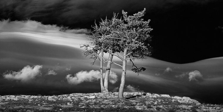 Trees on a rocky ridge at Glacier National Park A Black and White Fine Art Wall Decor Photograph