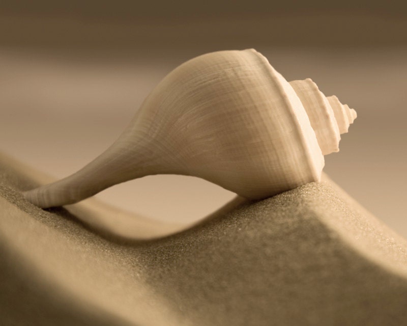 seashell wall art, spiral, beach, warm tone, minimalist, modern - Dune Passage