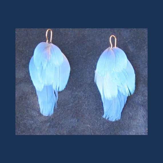 Bright Blue Macaw Feather Earriings