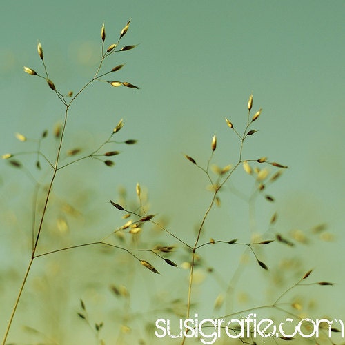 meadow - Fine Art Photograph - grass dreamy soft sky romantic summer-