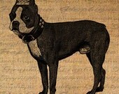 Male BOSTON TERRIER DOG Crown Digital Collage Sheet Download Puppy Pet Dogs Burlap Fabric Transfer Iron On Pillows Totes Tea Towels No. 4412