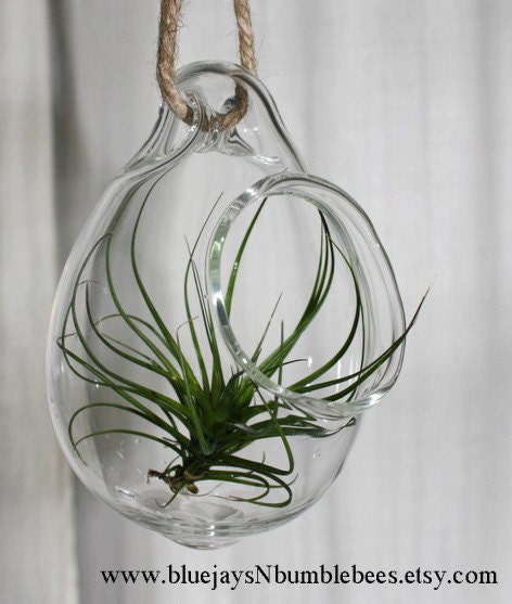 hand blown glass plant globe hanging terrarium