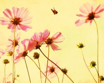 Cosmos Pink Flowers Nursery Nature Decor - Art Photography Print by Dawn Smith