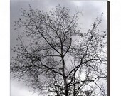 Stormy Skies, Late Autumn Tree Silhouette, 24 x 24 Museum Gallery Wrap Canvas Print, The Maine View