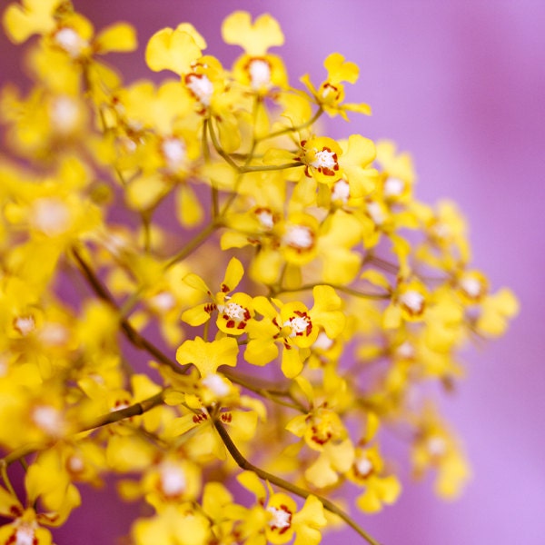 color nature photography  - orchid flowers still life photo home decor yellow nursery whimsical - 12x12 print