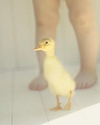 Nursery Wall Art, Duck Photography, Baby Boy Nursery Decor, Baby Animal Wall Art, Yellow Duckling, Chubby Baby Legs 8x10 Print "First Steps"