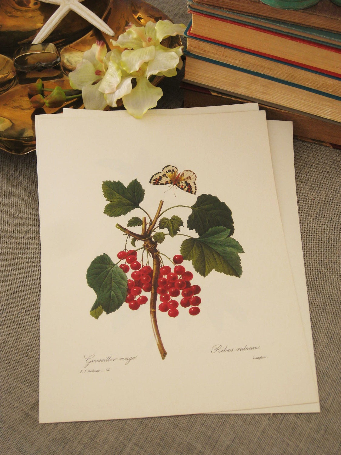 Vintage Botanical Print 10 x 13 No 51 - Paper Ephemera
