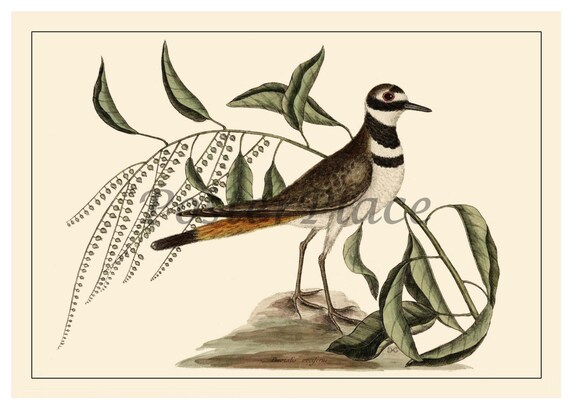 Items similar to Killdeer antique bird print reproduction on Etsy