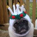 Silent Night Christmas Wreath Dog / Cat Hat / Made to Order