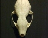 Mounted Juvenile Raccoon Skull