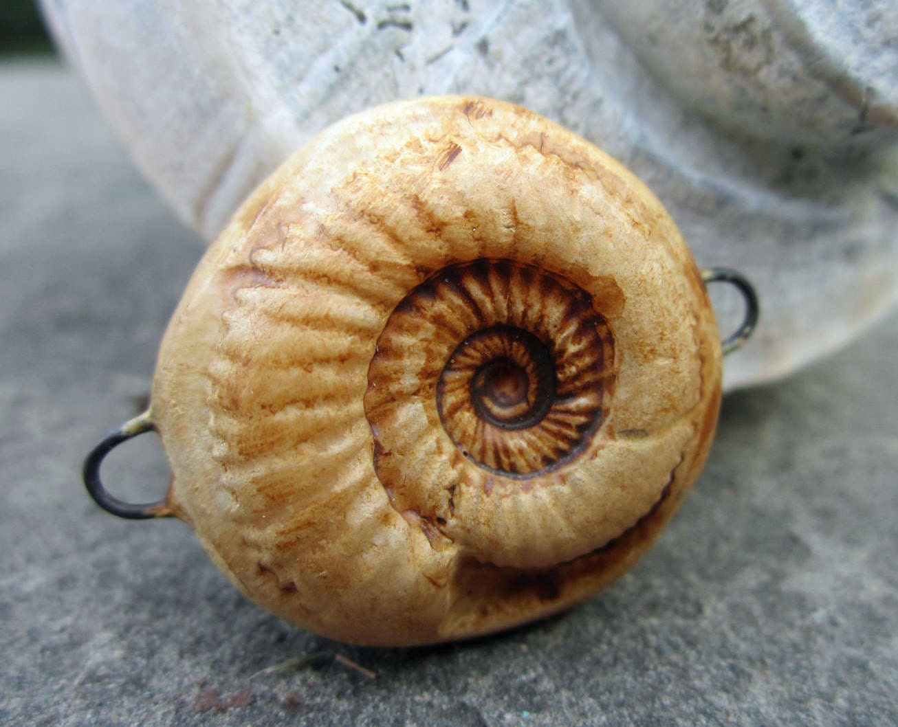 Ammonite Fossil Connector Small Antique 0001