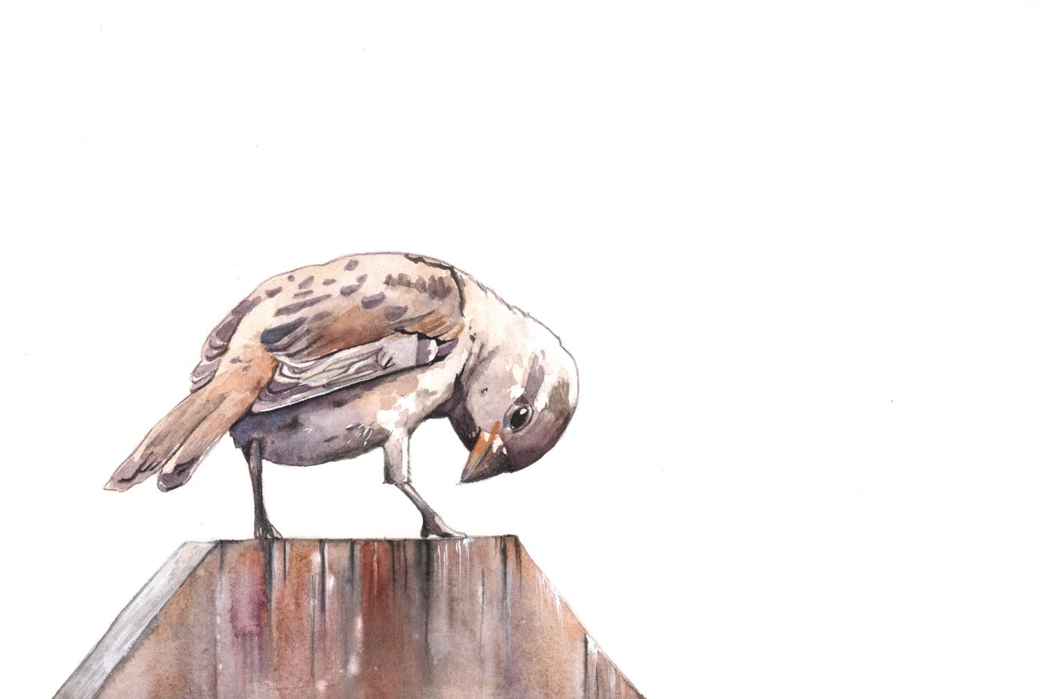 Sparrow on Fence painting - bird art wildlife print of watercolor painting 5 by 7 print