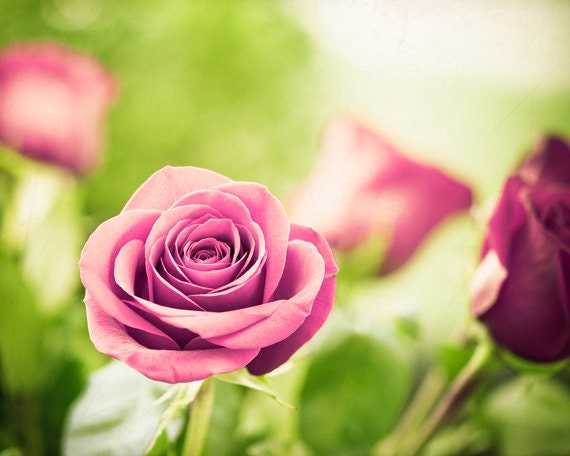 Flower Photography - rose pink green red white floral photo spring photography nature fine art print - 8x10 Photograph, "The Rose Garden"