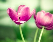 Tulip Photography  - pink green flowers pink spring floral color wall art print fine art photo nature botanical - 8x8 Photograph, "Harmony"
