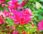 Blooming Azalea 11x14 Fine Art Print