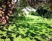 Abstract tree photograph, Lace, Shadow, Tree, nature photo, green, pattern, leaves, 10x8, Giclée - titled: Lace Tree