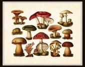 Vintage Mushrooms German Plate 1 Botanical Art Print 8 x 10 Digital Collage Home Decor Wall Art