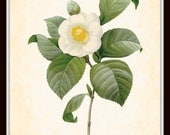 Antique French Camelia Plate 5 Redoute Botanical Art Print 8x10 Redoute Home Decor Digital Collage Wall Hanging Garden