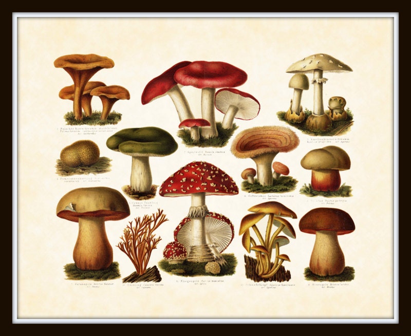 Vintage Mushrooms German Plate 1 Botanical Art Print 8 x 10 Digital Collage Home Decor Wall Art