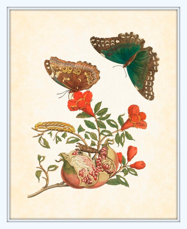 Botanical with Butterfly 1 Maria Sibylla Merian