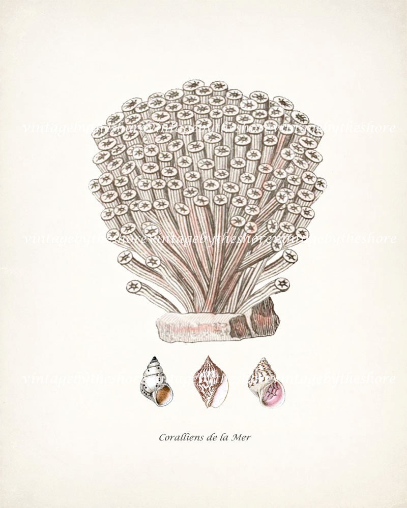 Sea Coral and Shells Collage Natural History Beach Style Wall Decor Print No 4 8x10