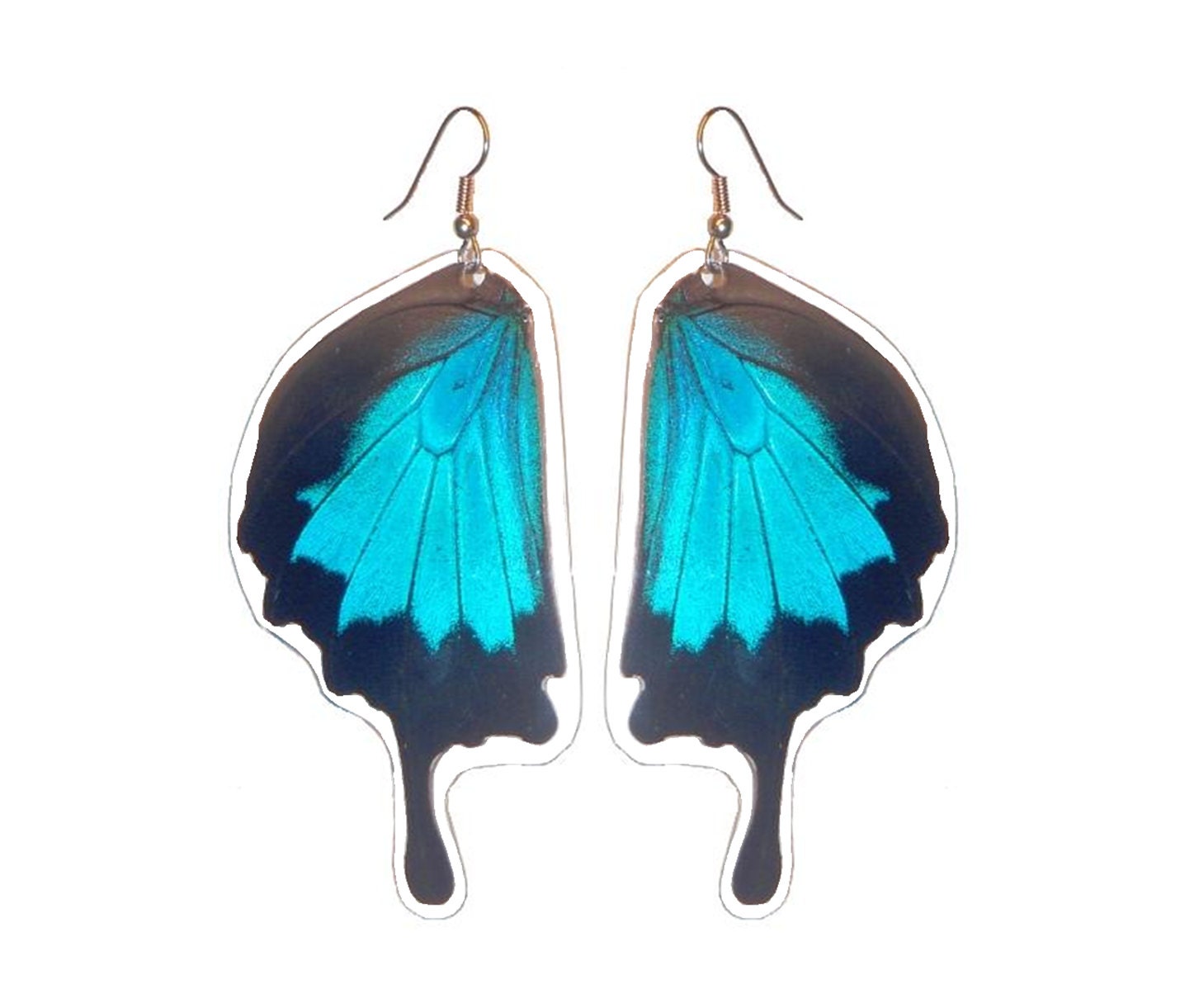 REAL butterfly wing earrings - papilio ulysses ulysses