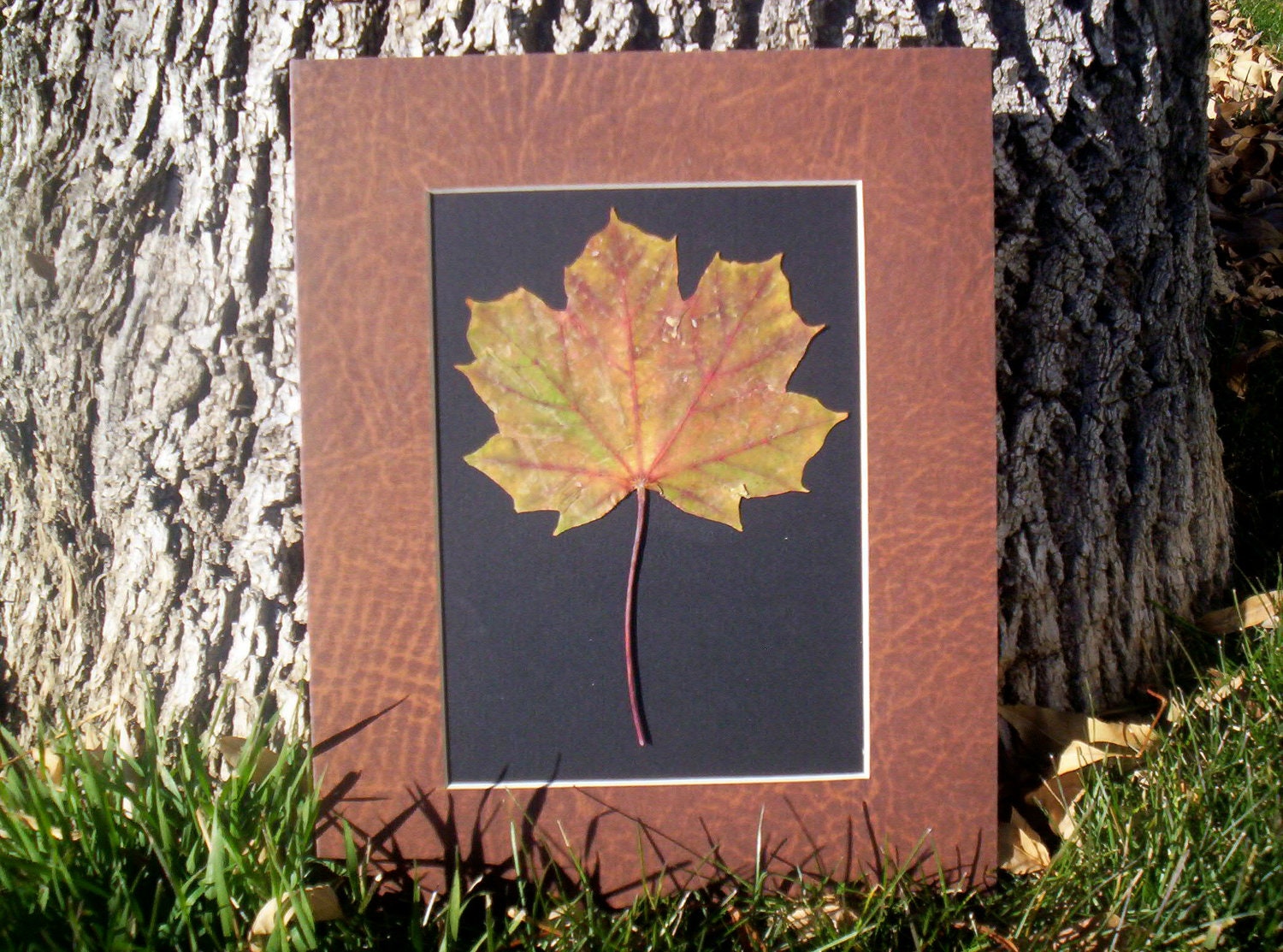 Single Pressed Maple Leaf 8 x 10 Matted Art - Botanical Fall Leaf - Organic - Eco-Friendly Art