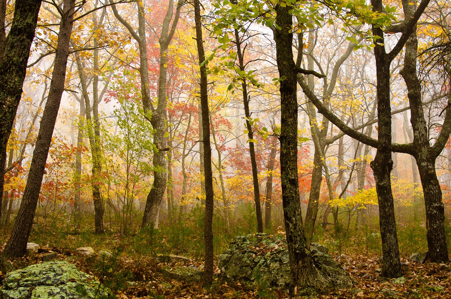 Autumn Fog