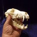 Coyote+skull+anatomy