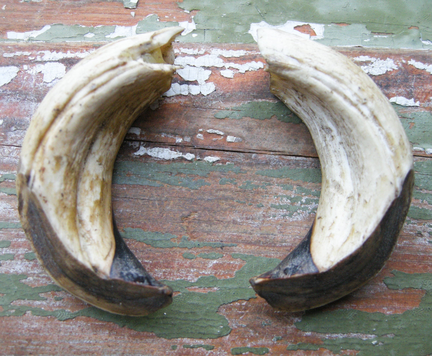 Set of 2 Huge Wild Boar Tusks. by on Etsy