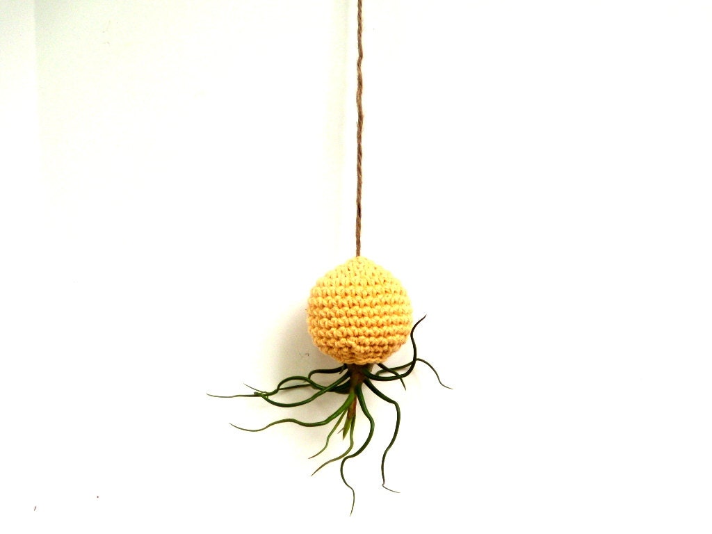 The ORIGINAL Crazy Bulbosa Air Plant in Hanging Yellow Pod